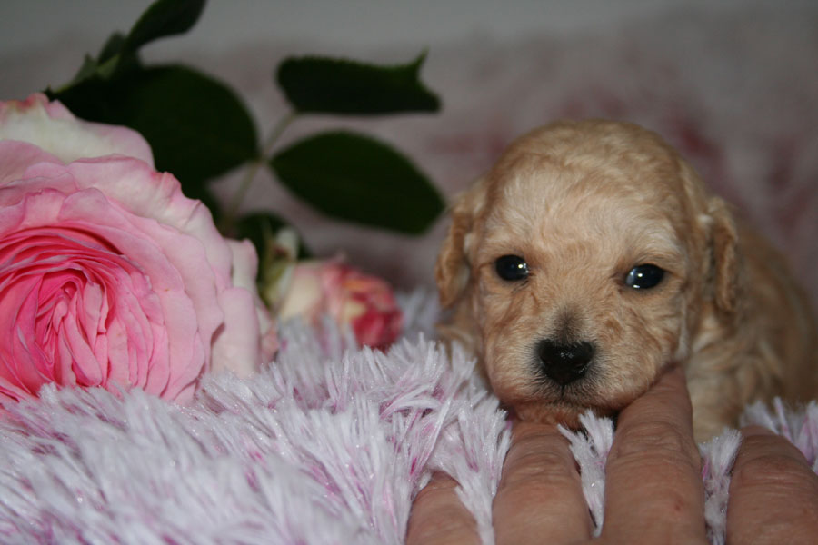 Welpen 5 Wochen (3) Kopie